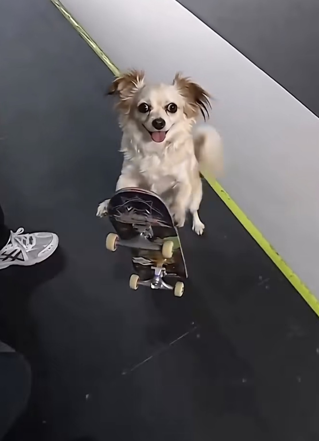 Luna standing on skateboard